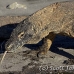 dragon_komodo_hsb_rinca_h_0617_kom2384.jpg
